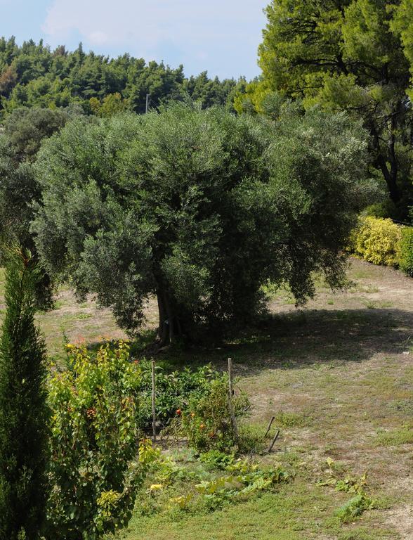 Olivos Villa Sani Sani  Værelse billede